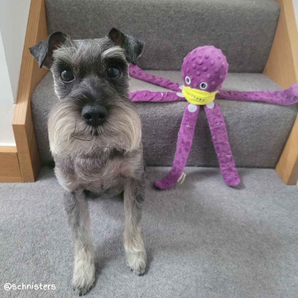 Octopus Enrichment Toy