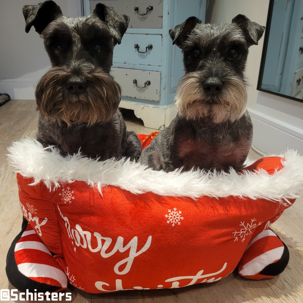 Christmas Sleigh Kennel