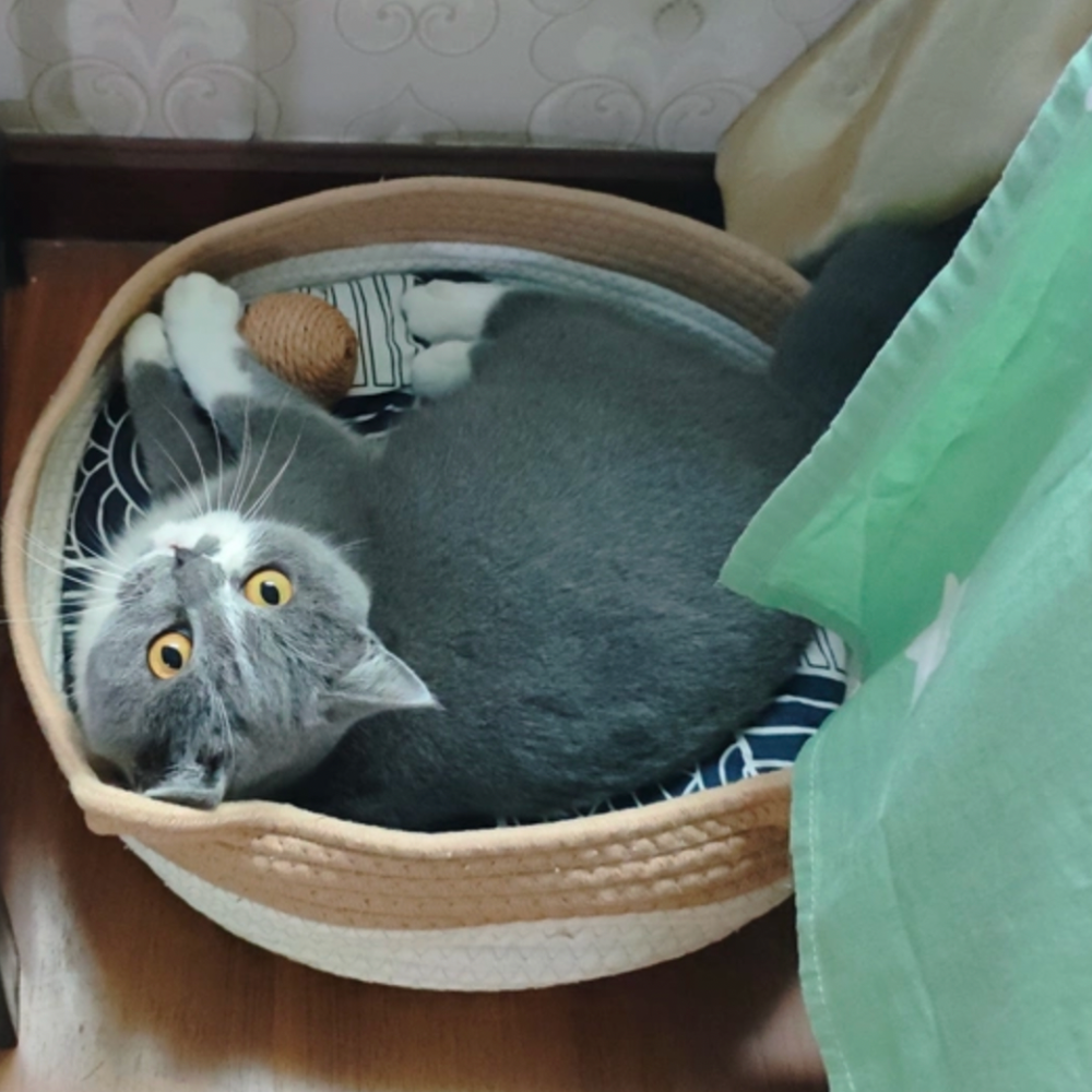 Handcrafted Woven Pet Bed With Pillow