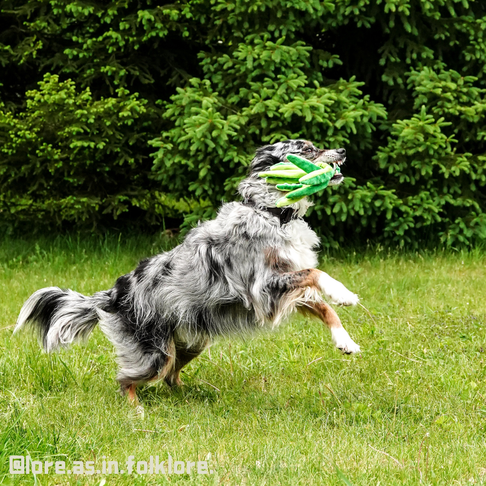 Squeaky Tug of War