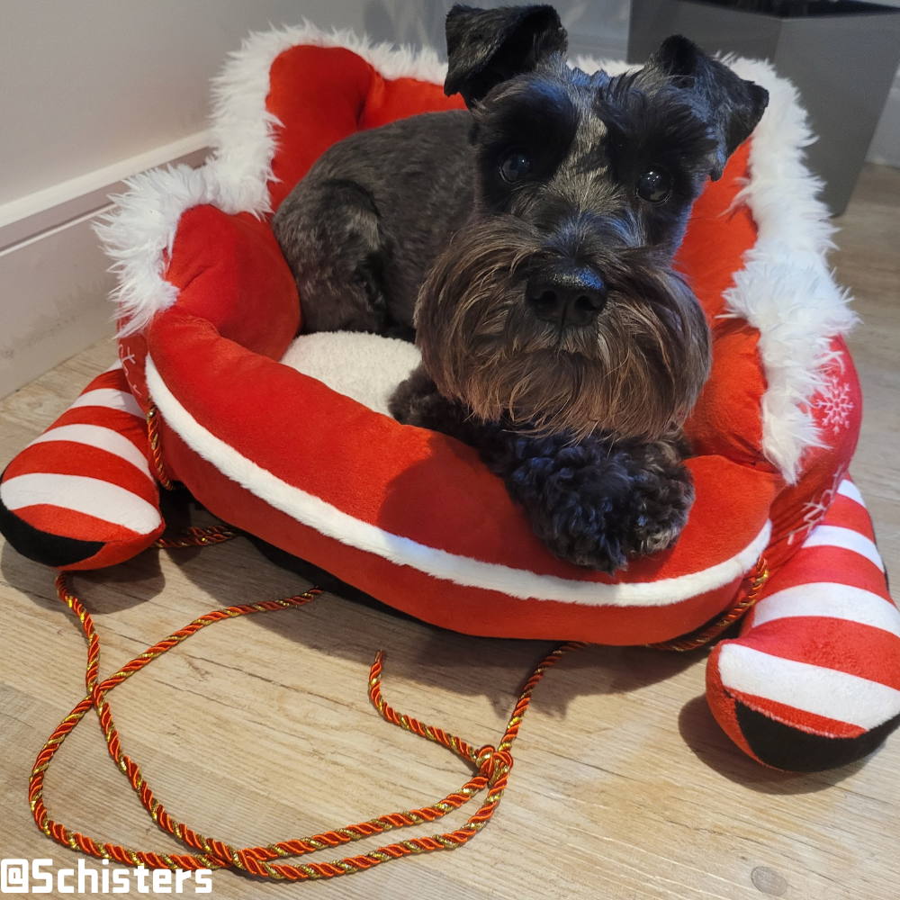 Christmas Sleigh Kennel