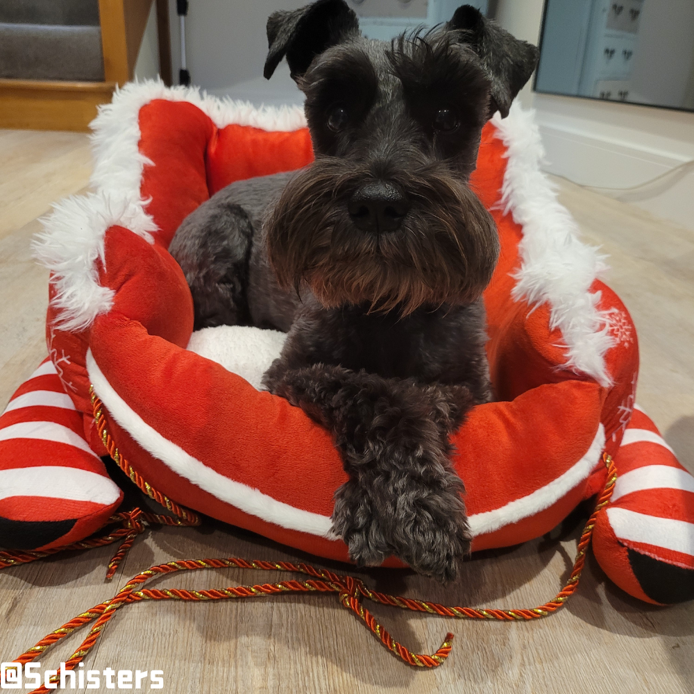 Christmas Sleigh Kennel