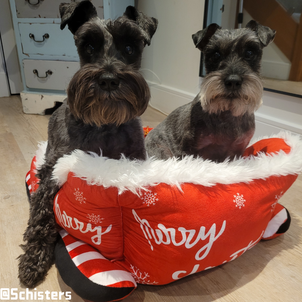 Christmas Sleigh Kennel