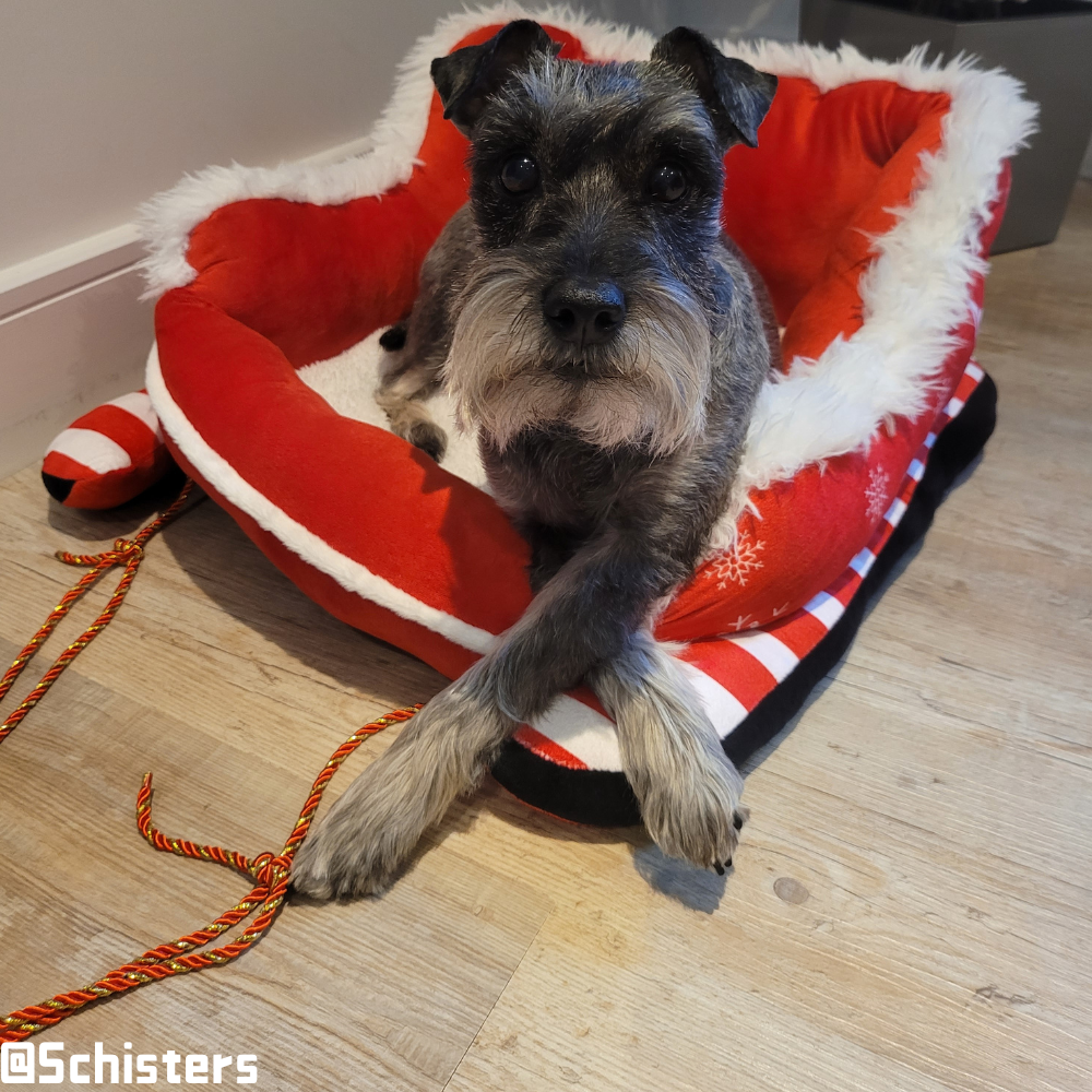 Christmas Sleigh Kennel