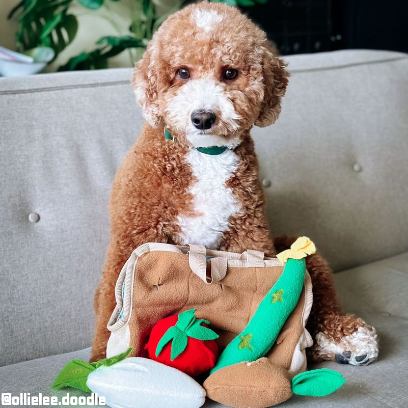 Vegetable Nosework Toys