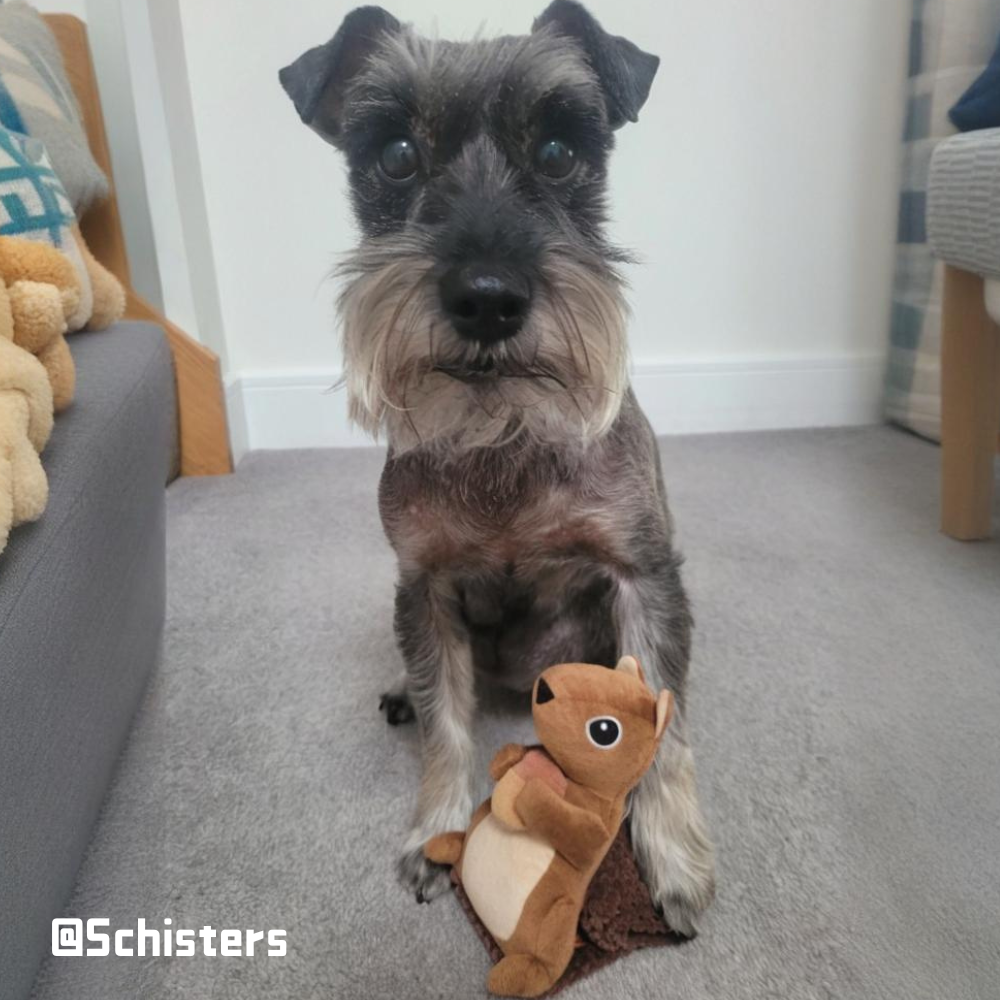 Squirrel Enrichment Toy