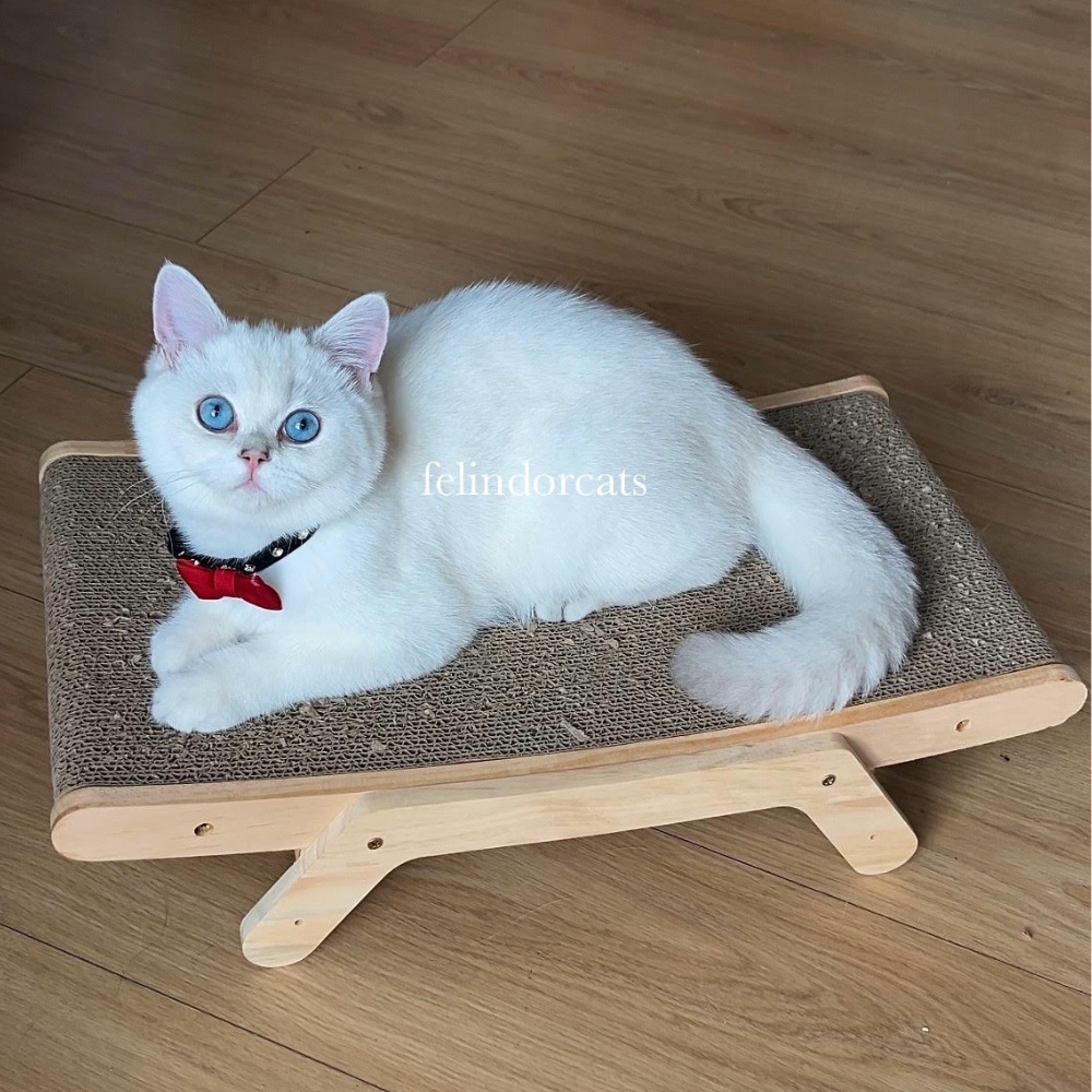 Cat Scratcher Lounge